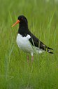 BUITEN BEELD Foto: 127515