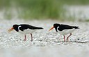 BUITEN BEELD Foto: 127519
