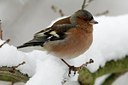 BUITEN BEELD Foto: 127538