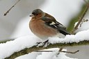BUITEN BEELD Foto: 127540
