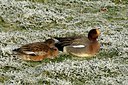 BUITEN BEELD Foto: 127543