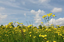 BUITEN BEELD Foto: 127567