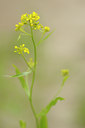 BUITEN BEELD Foto: 127571