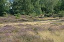 BUITEN BEELD Foto: 127585