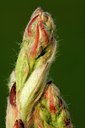 BUITEN BEELD Foto: 127775