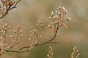 BUITEN BEELD Foto: 127778