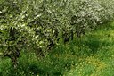 BUITEN BEELD Foto: 127835