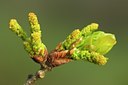 BUITEN BEELD Foto: 127886