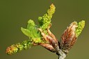 BUITEN BEELD Foto: 127887