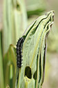 BUITEN BEELD Foto: 127964