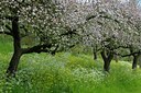 BUITEN BEELD Foto: 127991