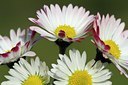 BUITEN BEELD Foto: 128173