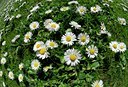 BUITEN BEELD Foto: 128185