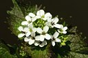 BUITEN BEELD Foto: 128190
