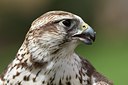 BUITEN BEELD Foto: 128240