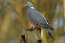 BUITEN BEELD Foto: 128249