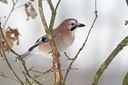 BUITEN BEELD Foto: 128309