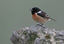 BUITEN BEELD Foto: 128368