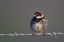 BUITEN BEELD Foto: 128388