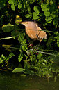 BUITEN BEELD Foto: 128394