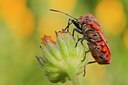 BUITEN BEELD Foto: 128448
