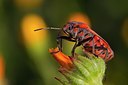 BUITEN BEELD Foto: 128464