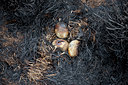 BUITEN BEELD Foto: 128480