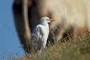 BUITEN BEELD Foto: 128656