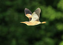BUITEN BEELD Foto: 128730
