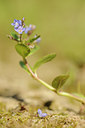 BUITEN BEELD Foto: 128785