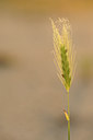 BUITEN BEELD Foto: 128823