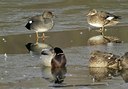 BUITEN BEELD Foto: 12099