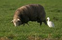 BUITEN BEELD Foto: 12117