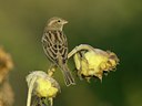 BUITEN BEELD Foto: 12189