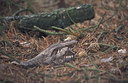 BUITEN BEELD Foto: 12655
