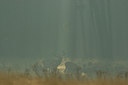 BUITEN BEELD Foto: 12703