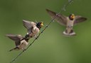 BUITEN BEELD Foto: 12763