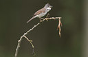 BUITEN BEELD Foto: 12793