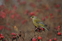 BUITEN BEELD Foto: 12847