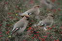 BUITEN BEELD Foto: 12855