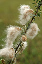 BUITEN BEELD Foto: 129137
