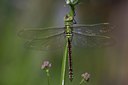 BUITEN BEELD Foto: 129186