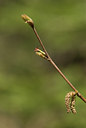 BUITEN BEELD Foto: 129243