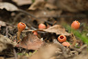 BUITEN BEELD Foto: 129248
