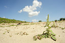 BUITEN BEELD Foto: 129293
