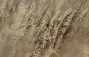 BUITEN BEELD Foto: 129333
