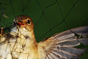 BUITEN BEELD Foto: 129398
