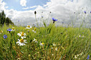 BUITEN BEELD Foto: 129437