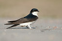BUITEN BEELD Foto: 129500