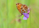BUITEN BEELD Foto: 129528